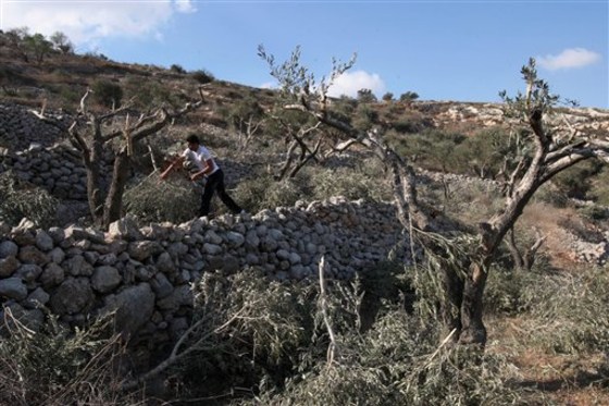 A Palestinian man carries broken branches of an olive tree which farmers say was cut overnight by Jewish settlers, in the northern West Bank village of Hawara, near Nablus, on Wednesday. Palestinian farmers say Jewish settlers from the nearby settlement of Yitzhar cut more than 50 olive trees overnight.